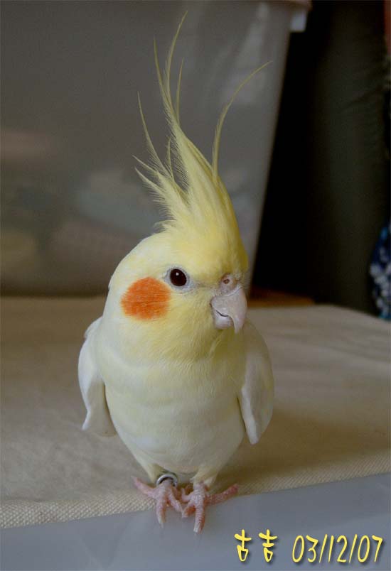 自以為是阿蘇兒的玄鳳