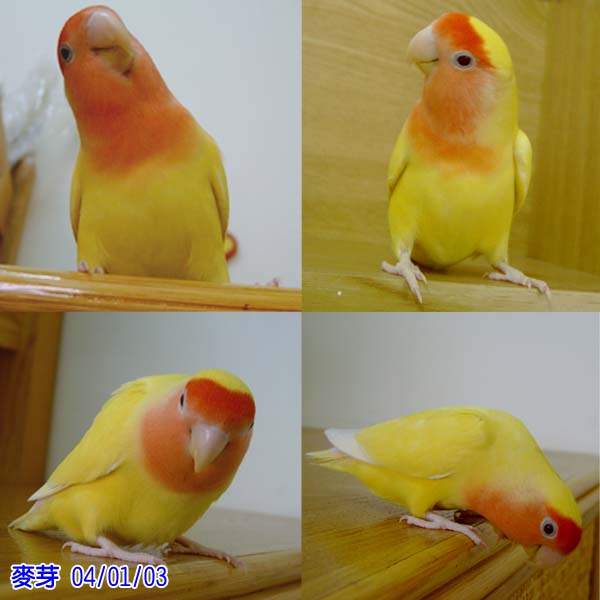麥芽寫真