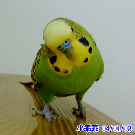 胖鳥