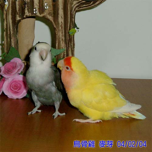 瘋狂FANS