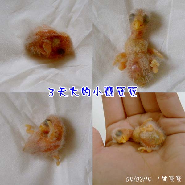 光溜溜的神奇寶貝