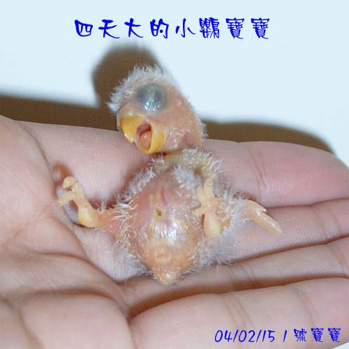 無聲的吶喊
