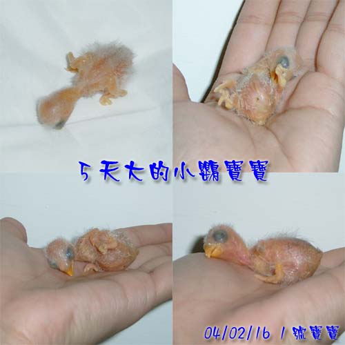 5天大的神奇寶寶