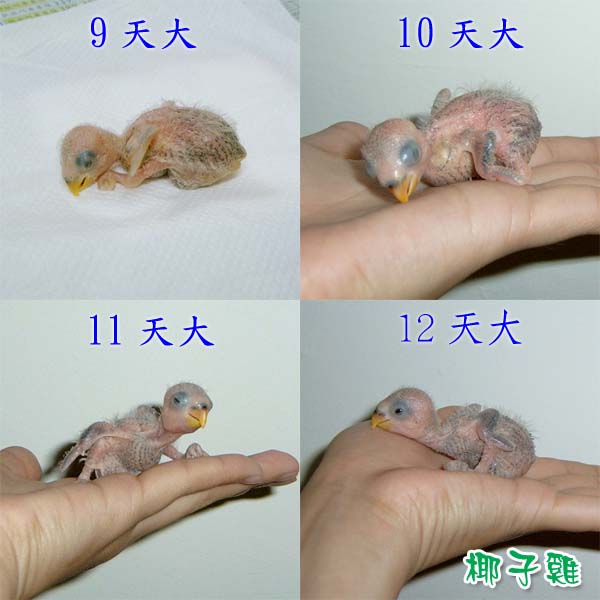 椰子雞的典故