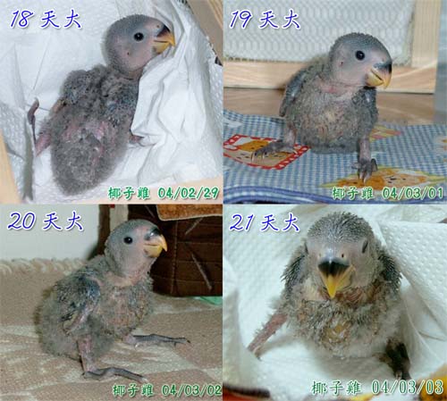 偷渡客
