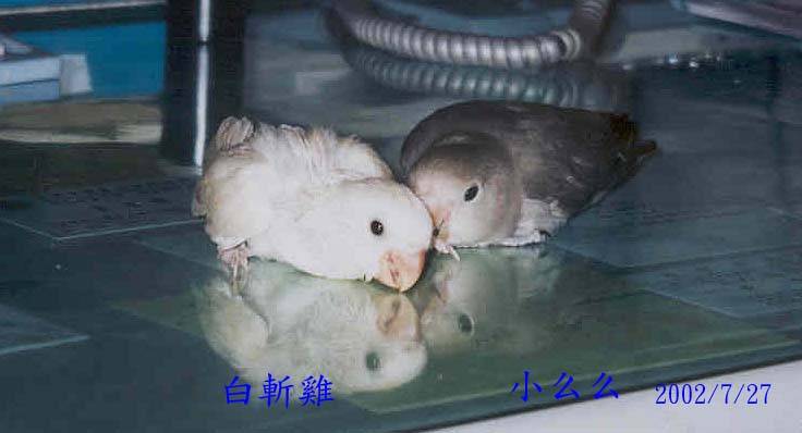 親兄妹