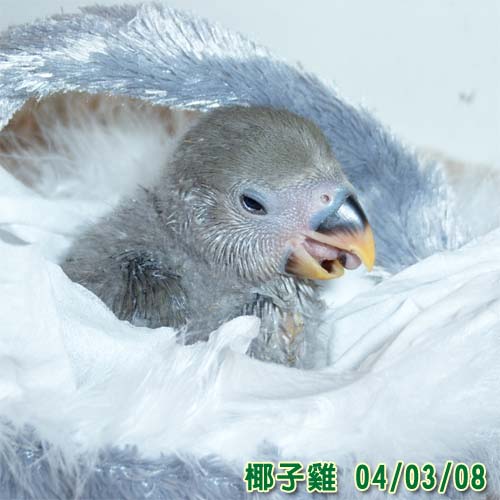 睡眼惺忪的哈 ㄏ一ˊ