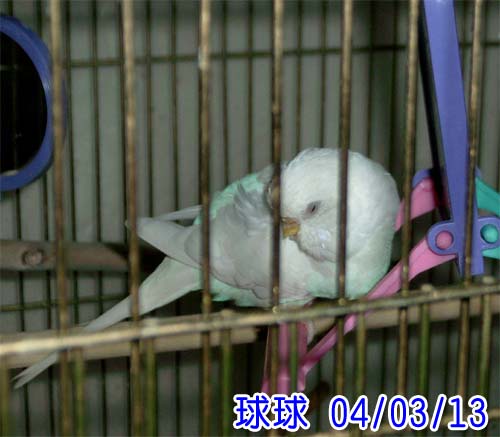 從疥癬重生的球球