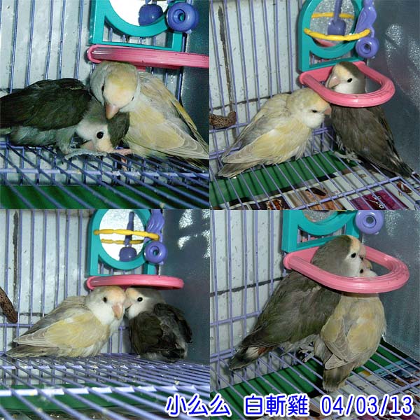 小么么和白斬雞
