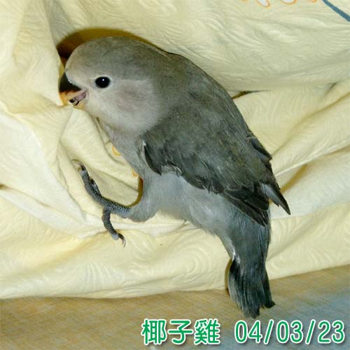 椰子雞探險
