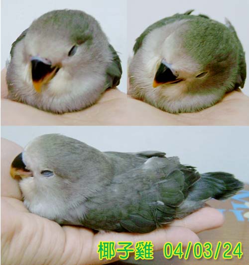椰子雞睡香香