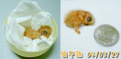 橘子雞