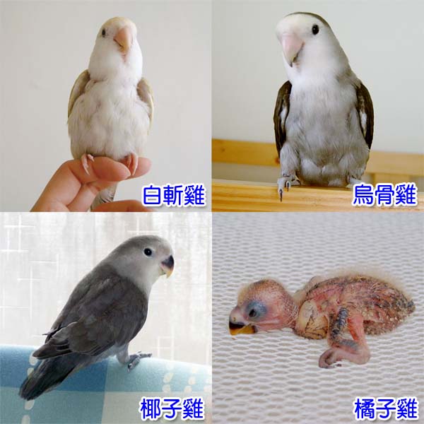 四隻雞??