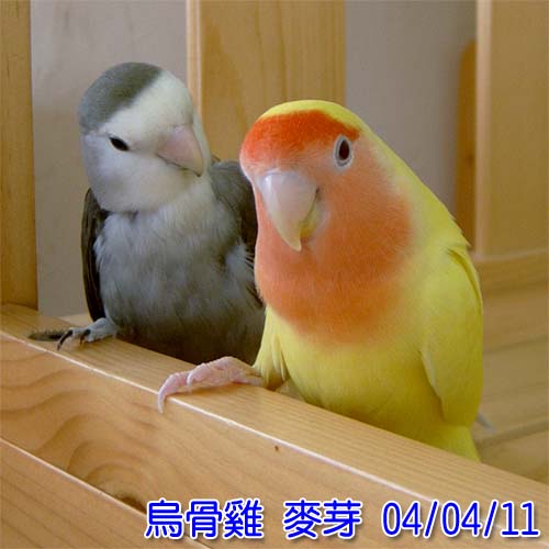 笨蛋夫妻組