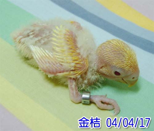 金桔小黃金