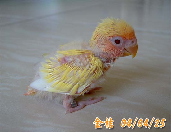 可愛小金桔