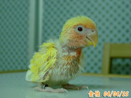 小明星--金桔