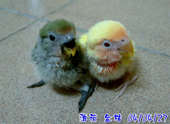 圓圓鳥