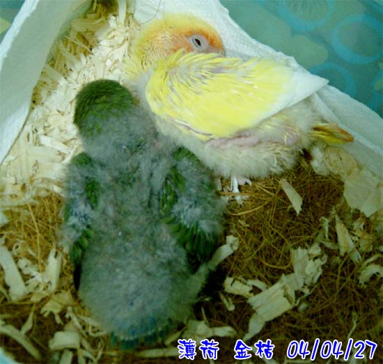 側睡