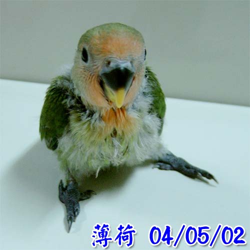 我家薄荷