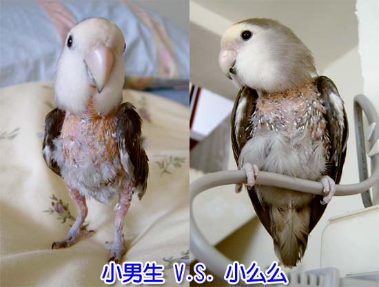 小么么入精光黨之宣言
