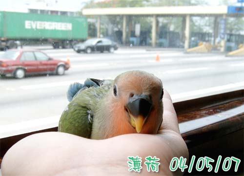 薄荷之偷渡實證