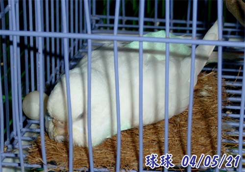 球球和8號蛋