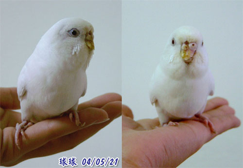 大眼妹球球