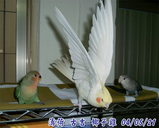 三代的老么