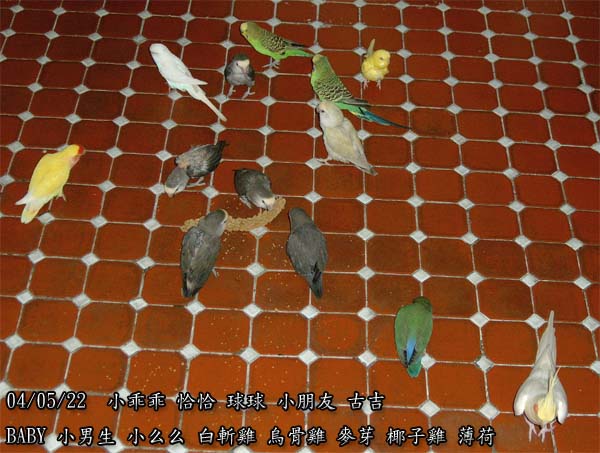 全家福13鳥大合照