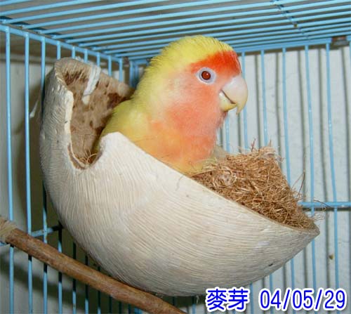 獅子芽