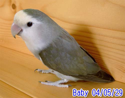 Baby媽咪