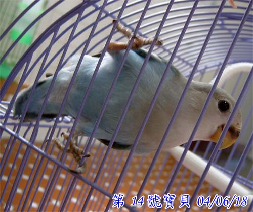 鸚毒的禍首