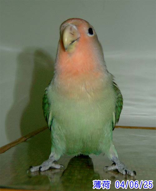 鳥小志氣高