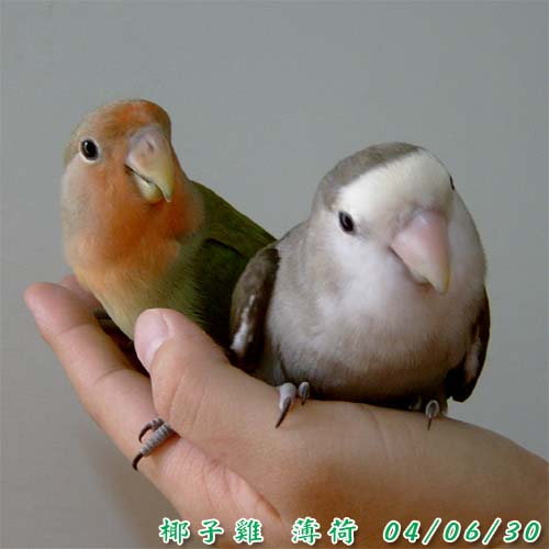 撒嬌二鳥組