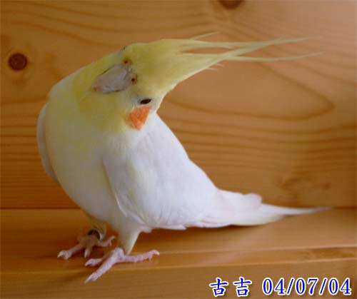 月兒吉