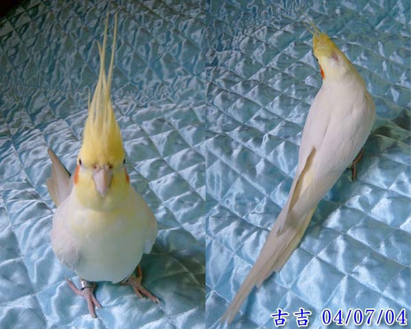洋蔥吉的背影