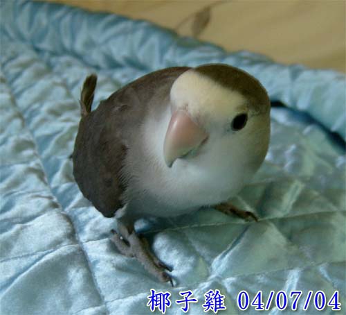 專業耳朵按摩師