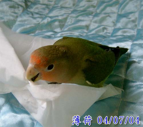 薄荷與衛生紙
