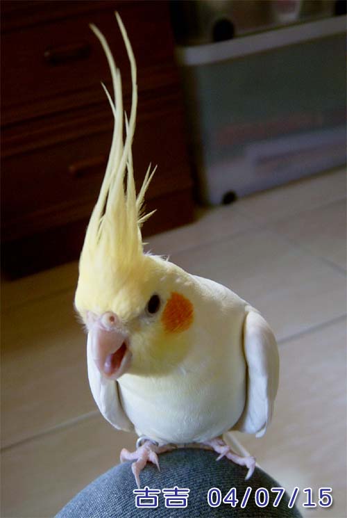 吼~~~~~~~
