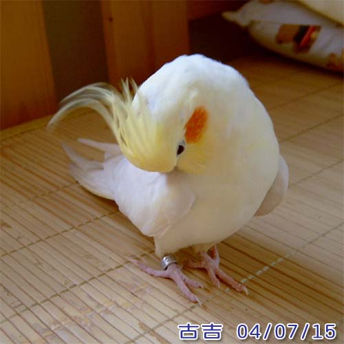 專心理毛的古吉