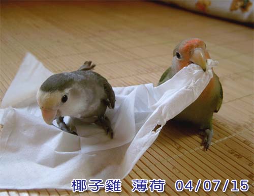 衛生紙廣告新代言人