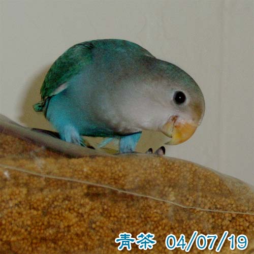 開給我吃嘛!!