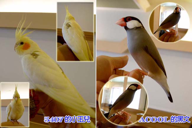 高雄鳥聚鳥照1