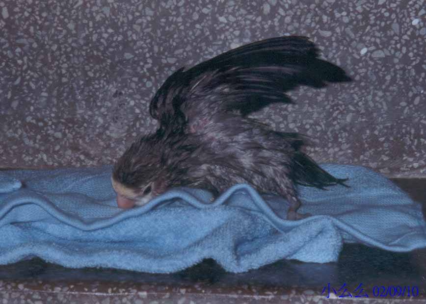 美鳥出浴圖