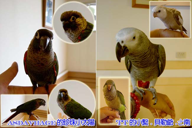 高雄鳥聚鳥照2