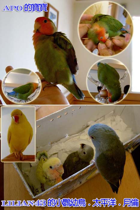 高雄鳥聚鳥照3