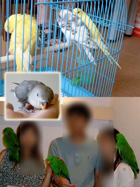 高雄鳥聚鳥照4
