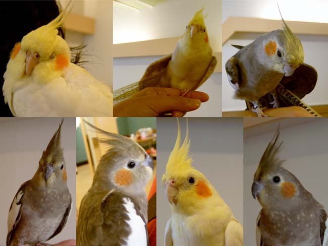高雄鳥聚鳥照5