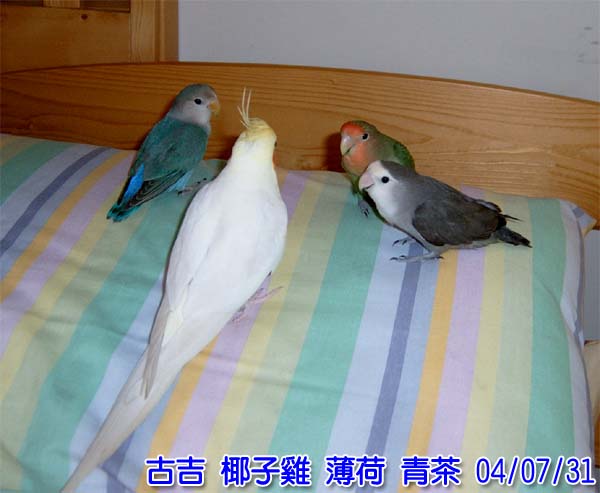 四巨頭